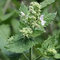 Semi di limone erba gatta erbe (Nepeta cataria) 200 + Seeds (400+)