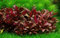 AquaOne Plante d'aquarium In Vitro Alternanthera reineckii 'Mini' Plante Aquatique 1-2 Grow. Plante d'aquarium Tasse Laboratoire Plantes d'aquarium Décoration Aquascaping