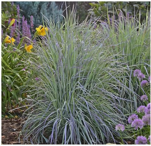 Stauden Gänge 3 x Schizachyrium scoparium 'Twilight Zone’ im 1 Liter Topf (Ziergras/Gräser/Winterhart/Mehrjährig/Staude) Kleines Präriegras - Mystische Farben für zauberhafte Beete