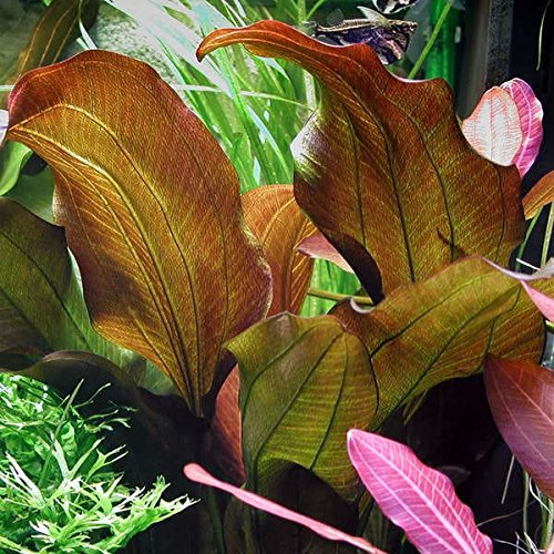 Echinodorus 'Reni' Aquarium-Pflanze