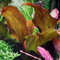 Echinodorus 'Reni' Aquarium-Pflanze