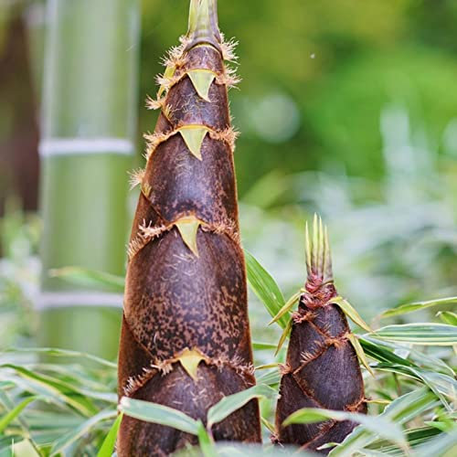 Saterkali emi di germogli di bambù, 50 pezzi Semi di germogli di bambù Alto tasso di germinazione Coltivazione facile Sempreverde Tutto l'anno Piantagione di montagna commestibile Semi di giardinag