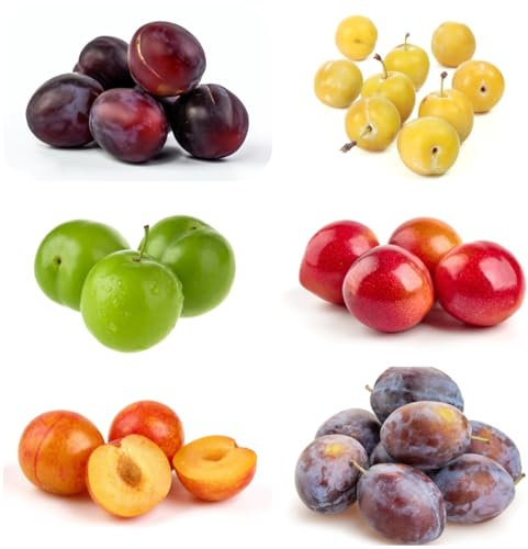 pflaumenbaum samen sapote frucht, winterharte kübelpflanzen pflaumen baum samen säulenobst balkonpflanzen, baum deko obst baumsamen, pflanzen für sonnige plätze 8pcs