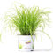 Cyperus Zumula - Katzen Gras | Katzen freundliche Hauspflanze (20-30cm Inkl. Topf)