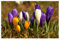20 x Crocus Large Flowering Mixed Spring Bulbs Early Flowers Ready for Planting Now Colourful Hardy Perennial Bee Friendly
