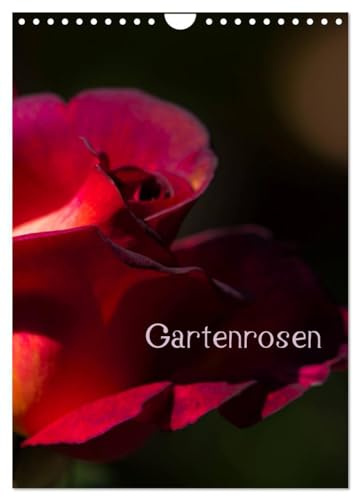 Gartenrosen (Wandkalender 2026 DIN A4 hoch), CALVENDO Monatskalender: Rosenblüten in Licht und Schatten (CALVENDO Natur)
