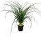 Kleiner Elefantenfuss - Beaucarnea recurvata - Nolina - Zimmerpflanze - 12cm Topf - Kugel