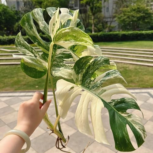 200 piezas semillas de monstera - Plantas de interior purificadoras de aire, Monstera Deliciosa Variegata Plantas de oficina Regalos para amantes del jardín Plantas de interior exóticas