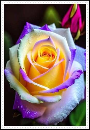 Rosen Wurzeln- Kletterrosen - Blätter in gemischten Farben - Aufmerksamkeit erregen - Beste Wahl für Gartendekoration//(NVNJHJN)-5 Wurzeln-A