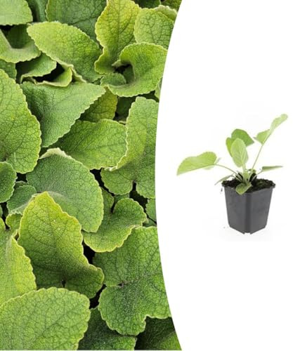 Phlomis russeliana | 48 piezas - 10-25cm - Ø9cm - Planta de jardín