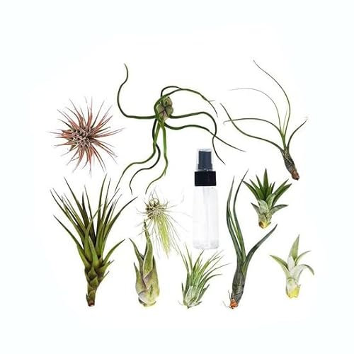 Set de 5 Tillandsias con Spray para Plantas del Aire Naturales