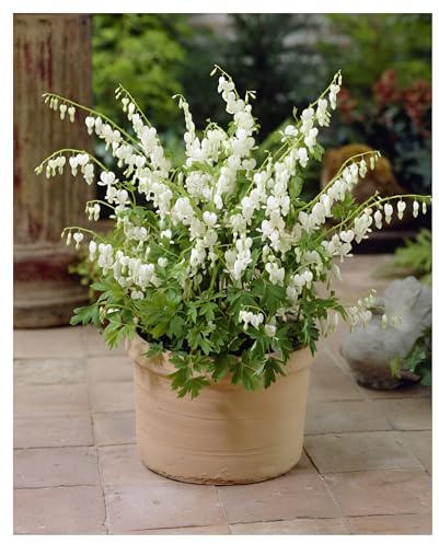Stauden Gänge 3 x Dicentra spectabilis 'Alba' Weißes Tränendes Herz | Weiße Staude für Halbschatten bis Schatten, Blüte April bis Juni, mehrjährig, 9x9 cm Topf
