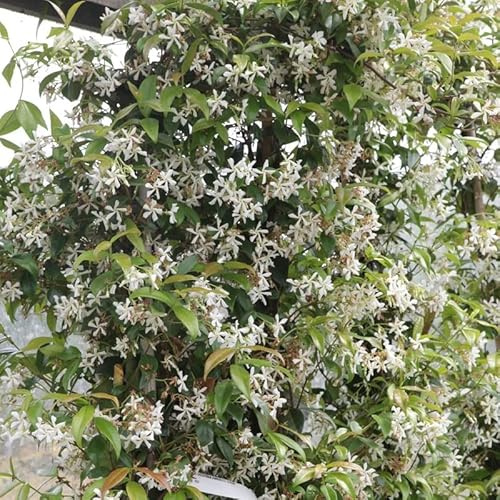 Sternjasmin - Trachelospermum jasminoides - 50-60 cm Topf - Immergrüne Kletterpflanze