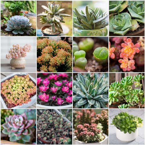 300 pcs fleischfressende samen - indoor garten zimmerbonsai bonsai wildkräuter Sukkulenten,succulent plants,sukkulente winterharte kübelpflanzen kräuter gewächshaus balkon mini garten