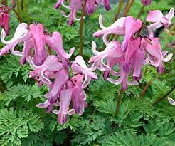 10 Pezzi di Pianta Carnivora Acquatica di Bladderwort