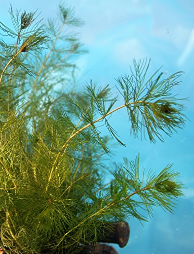 Wasserpflanzen Wolff - Myriophyllum spicatum - ähriges Tausendblatt - wasserreinigend!