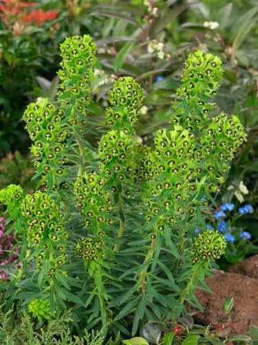 Euphorbia characias 'Black Pearl' 11 cm Topf – Winterhart, Immergrün, Pflegeleicht – Wolfsmilch – Beetpflanze für Garten & Rabatte