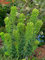 Euphorbia characias 'Black Pearl' P1 - Mediterrane Wolfsmilch, Winterhart & Trockenresistent, Dekorative Schwarzgrüne Blüten