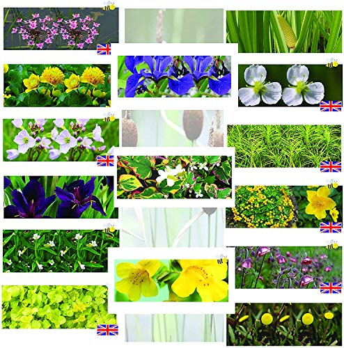 PondPlantsUK Marginal Pond Plants Bareroot Premium Selection (3)
