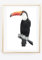 Din A4 Kunstdruck ungerahmt - Tucan Tukan Vogel Tropisch Papagei Aquarell Druck Poster Bild