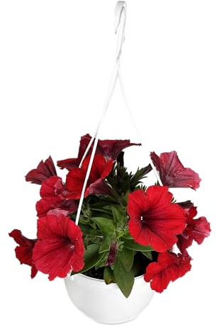 Surfinia Plante Naturelle Retombante Rouge – Pot de 15 cm – Floraison Abondante et Croissance Rapide – Plante Vivante Idéale pour Balcons, Terrasses et Jardins
