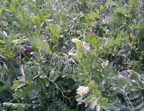 Semi di Veccia Comune 500 gr – Selezionati a Mano | Per Sovescio, Foraggio, Mangime Animale | Pianta Mellifera per Apicoltura | Alta Germinabilità