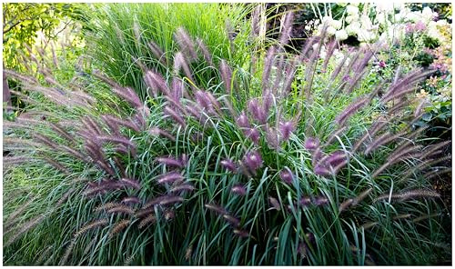Stauden Gänge 10 x Pennisetum alopecuroides 'Red Head' winterhart | Rotes Ziergras für Sonne, Blüte Juli bis Oktober, mehrjährig, 1 L Topf (11x11 cm)