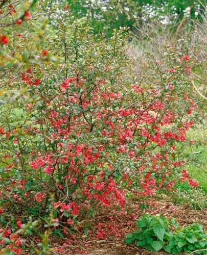 Zierquitte 'Rubra' 40-60 cm Topf Chaenomeles winterhart Heckenpflanze