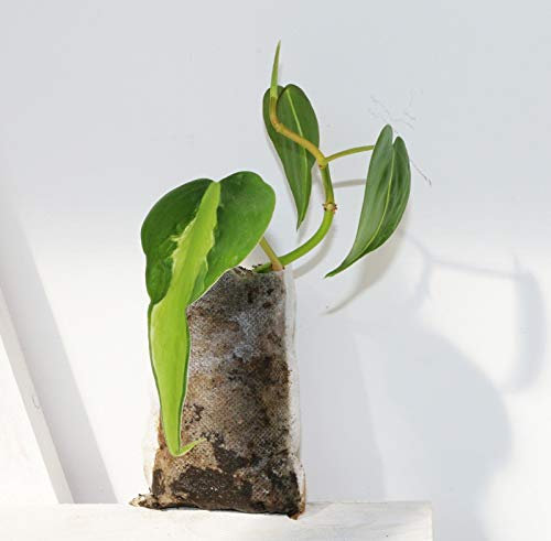 Portal Cool Philodendron Scandens Brasil Talea Radicata Living Pianta da Taglio Radicato