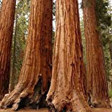 vegherb Semi Sequoia Gigante Albero (Sequoiadendron giganteum) 15 + Semi (60+):Seeds Only