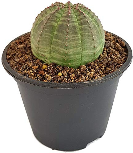 Fangblatt - Euphorbia obesa - olivgrüne Seeigelsukkulente - pflegeleichte und exotische Zimmerpflanze