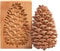 HANGHANG Keksform aus Holz, Blume, Tannenzapfen, Backform, Kekspresse, Stempel, Plätzchenformen, DIY Backform, Keksausstecher for DIY Muffin