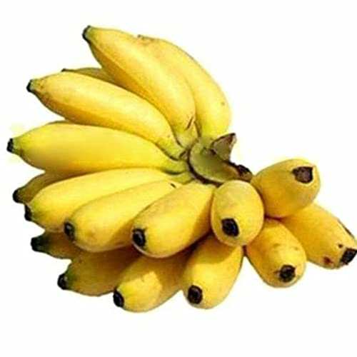 Rotyroya 200 Stück Pflanzensamen, Zwerg-Bananenbaum-Samen, Mini-Bonsai-Frucht, Hausgarten, Büro, Pflanzendekoration Bananensamen