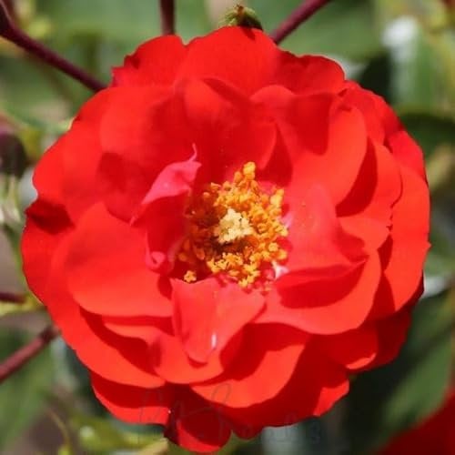 Peter Beales Roses UK Grandpa's Rose, Floribunda Bush Rose, Red Semi-Double Blooms, 60cm x 60cm