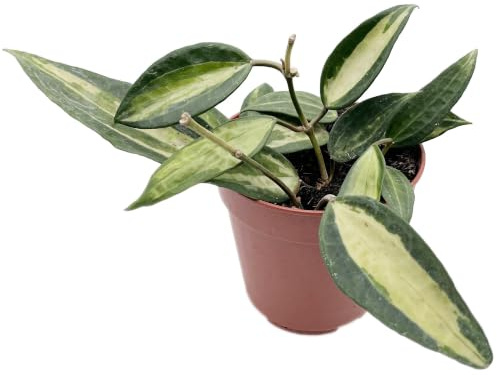 Fangblatt - Hoya macrophylla variegata „Pot of Gold“ - seltene Porzellanblume/Wachsblume - pflegeleichte Zimmerpflanze für Ihr Zuhause