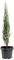 Zypressen Wacholder, (Juniperus scopulorum), Sorte: Blue Arrow, (im 23cm Topf, ca. 70cm hoch)