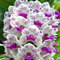 Cymbidium Orchid bulbi,Orchidea del cymbidium,Piante erbacee perenni,Ambiente paesaggistico,Decorazione del giardino,cymbidium pianta vera(non fiori artificiali,senza semi)-3 bulbi-C
