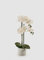 EDG Enzo De Gasperi Enzo De Gasperi Orchidea Phalaenopsis Pianta con Vaso e 2 Rami Artificiale H 55 Cm White