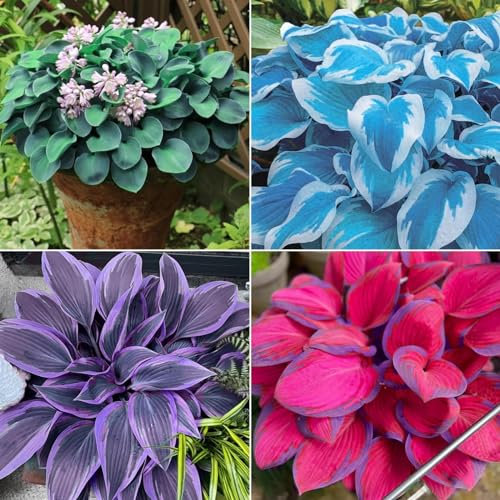 Hosta Zwiebeln Hosta Pflanze Hosta Pflanze Winterhart Funkien Winterhart MehrjäHrig Funkien Zwiebeln Funkien Knollen,Gärten Geschenk bereit,Professionelle Bepflanzung-4zwiebeln-g