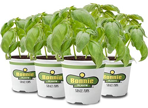 Pack de 4 Albahacas Italianas en Maceta de 10cm Naturales