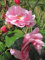 Baumschule Pflanzenvielfalt Kletterrose Camelot® - Rosa Camelot® - zartrosa - Duft++ - Tantau-Rose - ADR-Rose
