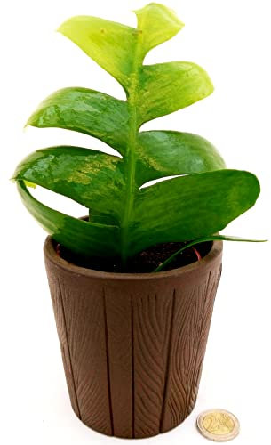 POWERS TO FLOWERS - EPIPHYLLUM LINGUA DI SUOCERA ZIG ZAG IN VASO CERAMICA MOKA DECORATO, RHIPSALIS, vaso 10cm, pianta vera