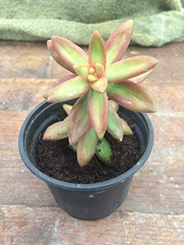 Planta suculenta Portal Cool Sedum Walnuterianum/Coppertone Stonecrop