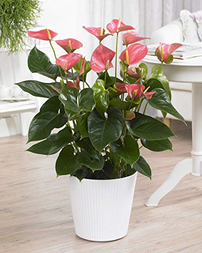 Anthurium Rose Langue de feu Plante d’intérieur ornementale à fleurs | En pot 13 cm
