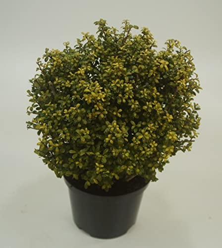 1 x Ilex crenata 'Glorie Gem' Kugel 25-35 cm (Buchsbaum Ersatz/Immergrün/Winterhart/Mehrjährig) Japanischer Berg Ilex - Zeitlose Schönheit für Ihren Garten - von Stauden Gänge