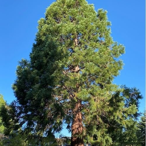Fresh 50Pcs Green Sequoia Tree Seeds