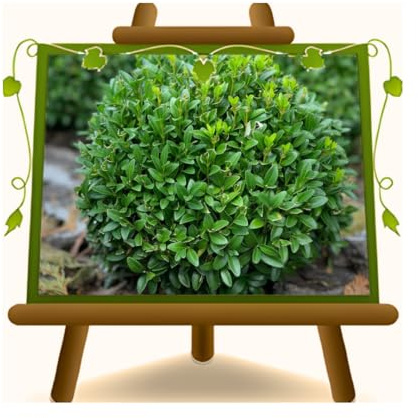 Bosso Buxus Pumila a Palla Pianta da Siepe Bassa Vaso 22 cm | Sempreverde Compatto per Siepi e Topiaria - Altezza 30-40 cm - Chioma: 20-25 cm