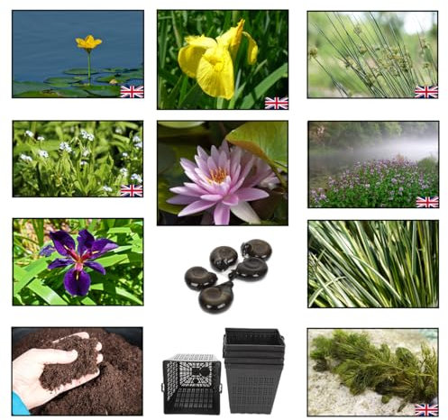 Lincolnshire Pond Plants Ltd - Pond Starter & Top up Pack - Oxygenating - Compost and Pots (Large)