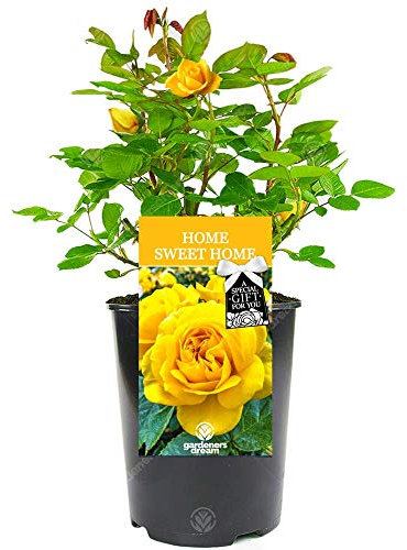 Home Sweet Home Rose Bush - Housewarming Gift for Someone Special in Their New House