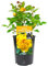 Home Sweet Home Rose Bush - Housewarming Gift for Someone Special in Their New House